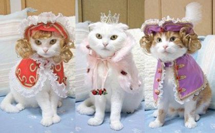 Tulburare combina cârlig  haine pisici - POZE CU PISICI HAIOASE - GIULIASWEETY