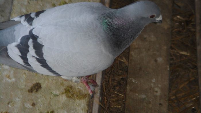 DSC06554