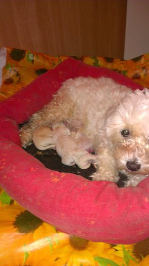 IMAG0089 - o fetita bichon bolognese