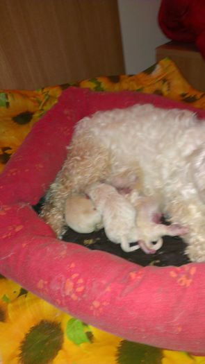 IMAG0090 - o fetita bichon bolognese