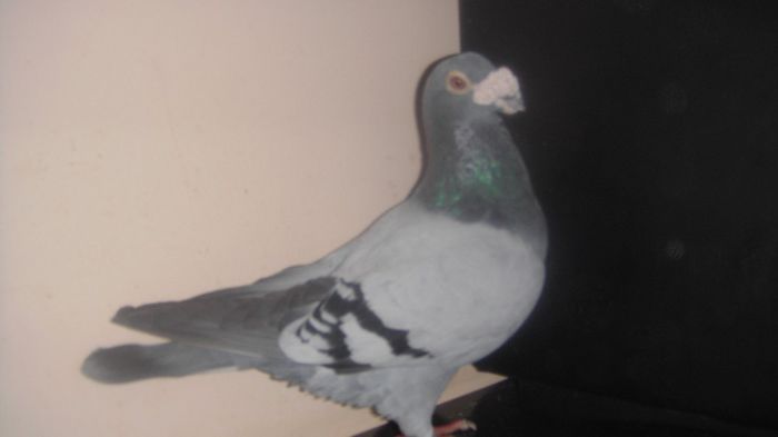 DSC04166