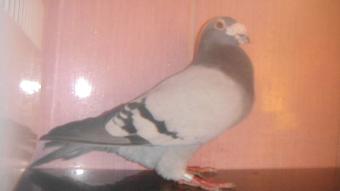 DSC04211