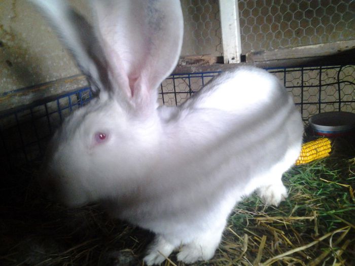 femela - C URIAS GERMAN ALB