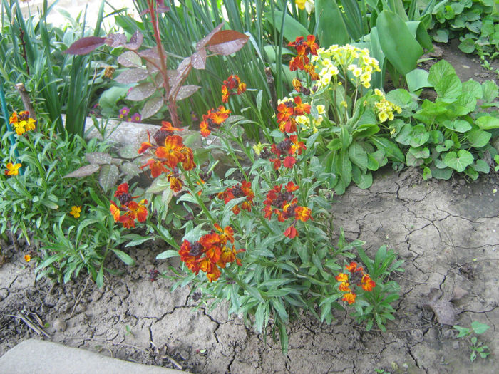 Micsunele(Erysimum Cheiri)2012 - Gradina cu flori minunate