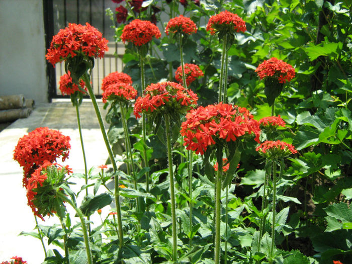 Lychnis Chalcedonica (2013)