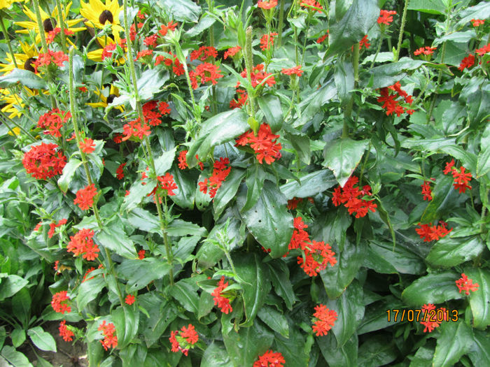 Lychnis Chalcedonica reinflorit - 06-Lychnis