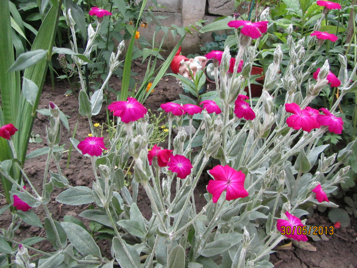 Lychnis Coronaria 2013
