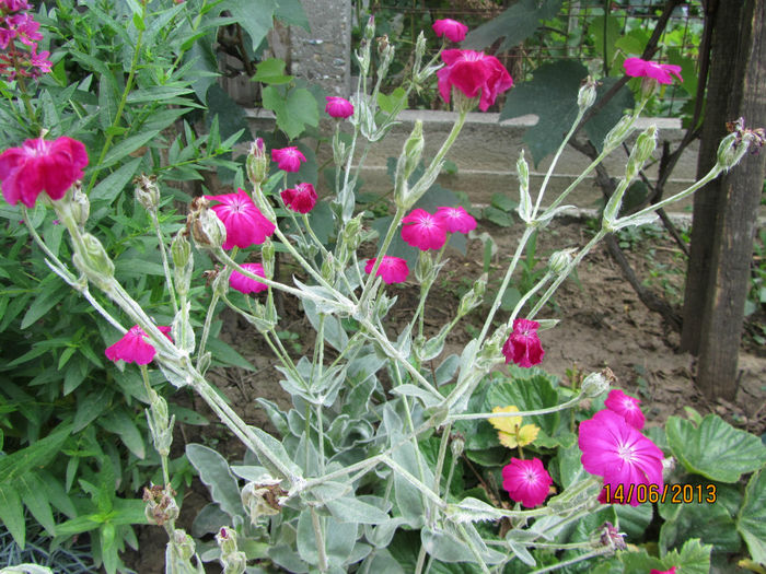 Lychnis Coronaria 2013 - 06-Lychnis