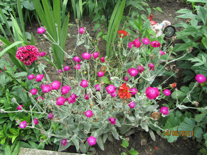 Lychnis Coronaria 2013 - 06-Lychnis