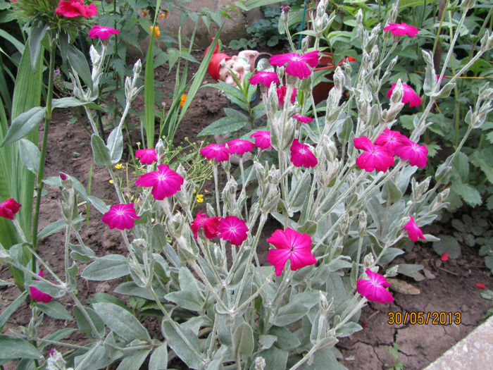 Lychnis Coronaria 2013 - 06-Lychnis