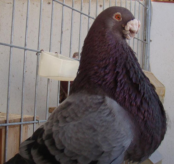 6843 - Gorgueros 2