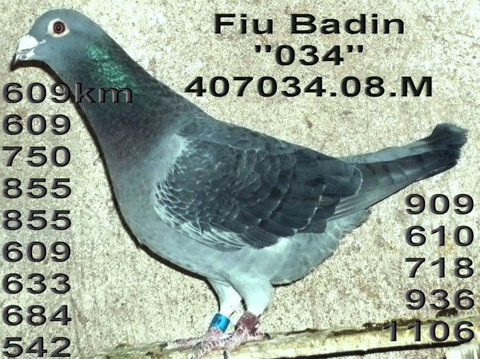 2008.407034- Badin-034