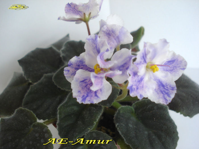 AE-Amur (2-02-2014) - Violete 2014