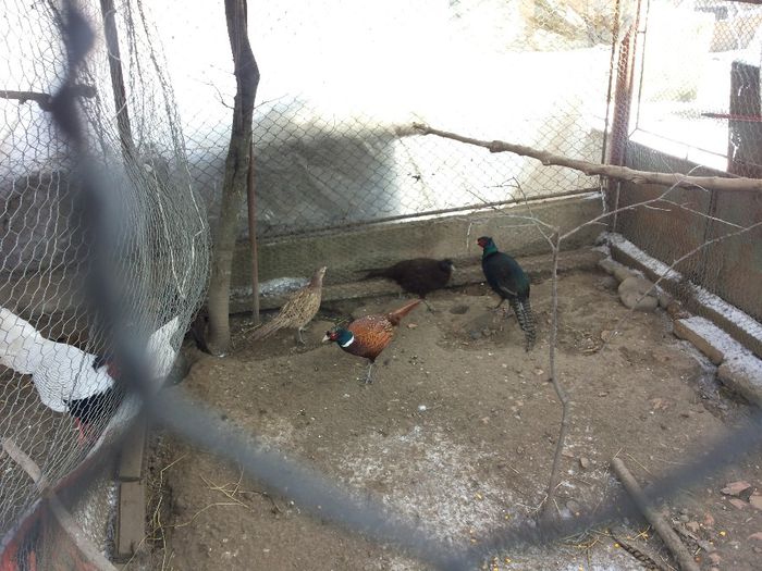 20140201_121334 - fazan comun