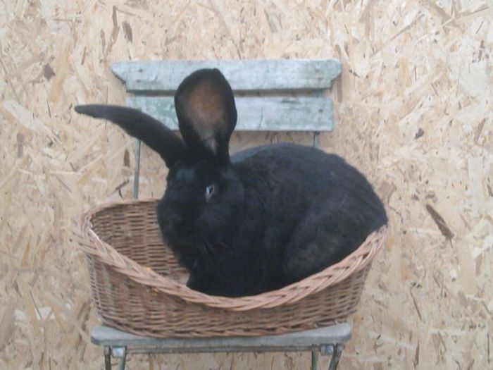 ABCD0002 - ANUNTURI GRATIS