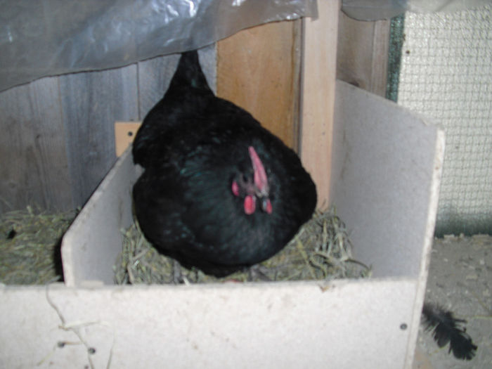 CIMG6068 - pui australorp 2014