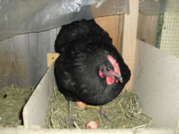 CIMG6070 - pui australorp 2014