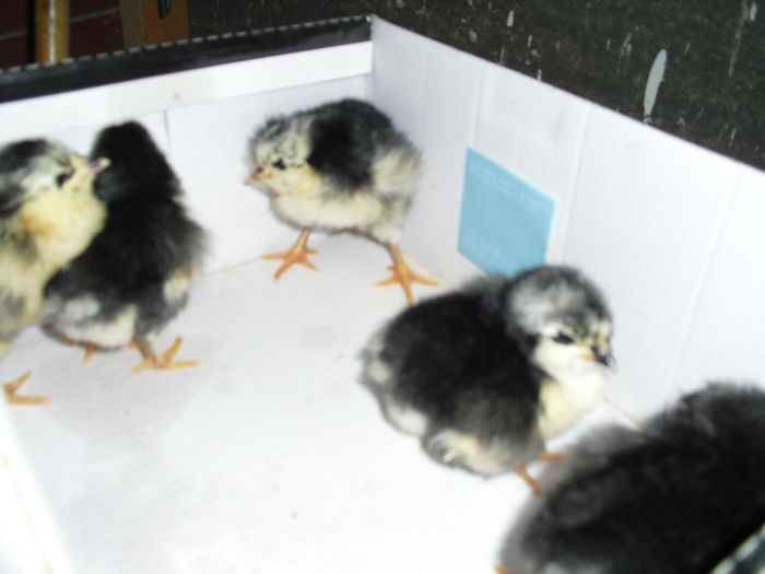 CIMG6080 - pui australorp 2014