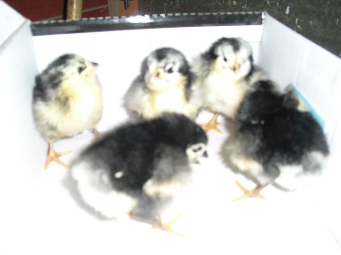 CIMG6083 - pui australorp 2014