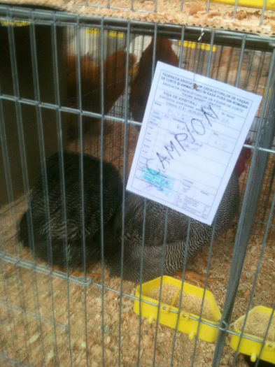  - Expozitia Craiova 2014