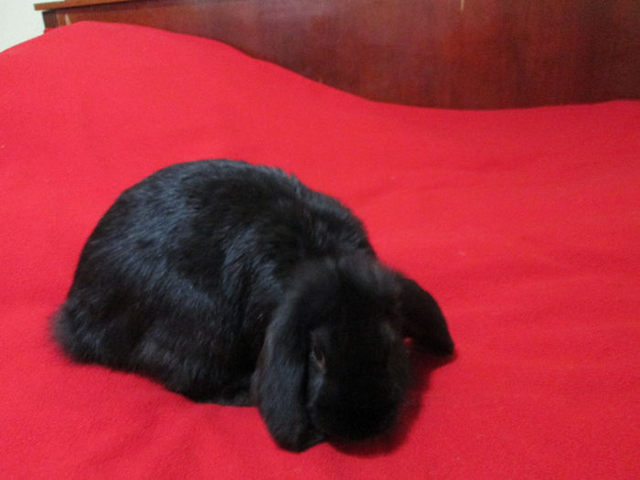 Bobo la 14 saptamani 3,3 Kg