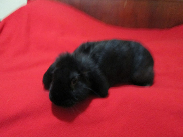 Bobo la 14 saptamani 3,3 Kg