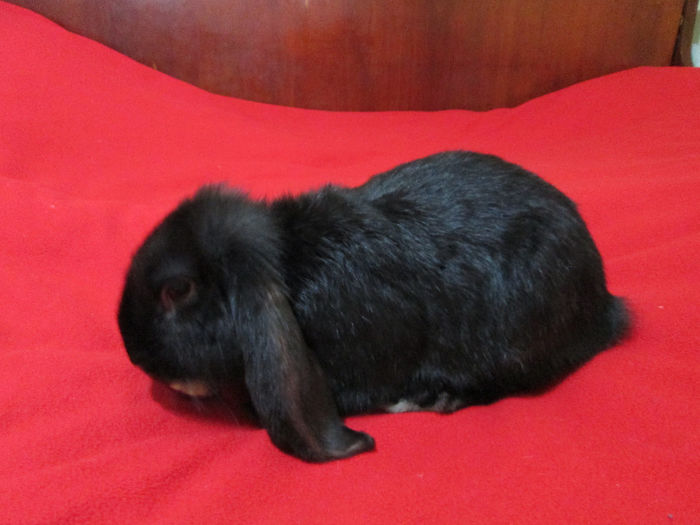 Bobo la 14 saptamani 3,3 Kg