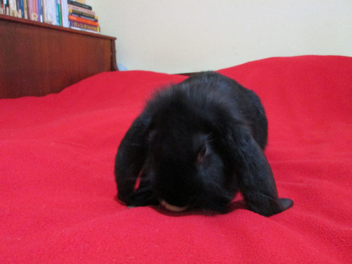 Bobo la 14 saptamani 3,3 Kg