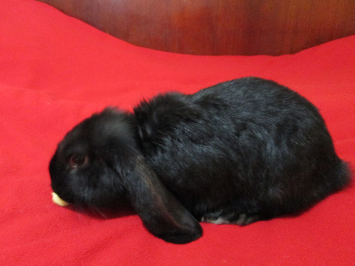 Bobo la 14 saptamani 3,3 Kg