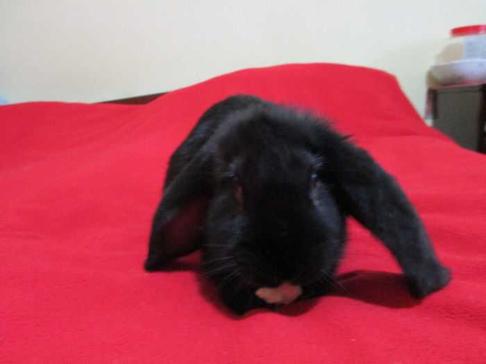 Bobo la 14 saptamani 3,3 Kg