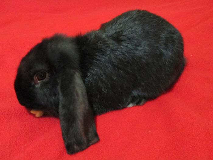 Bobo la 14 saptamani 3,3 Kg