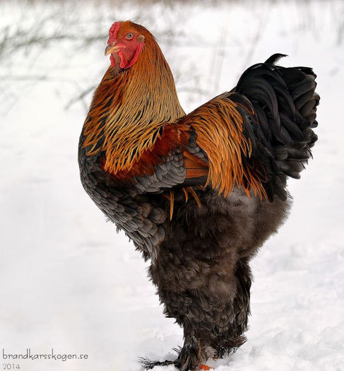 Maria Michaelsson- Scandinavia - BRAHMA CLUB ROMANIA Facebook