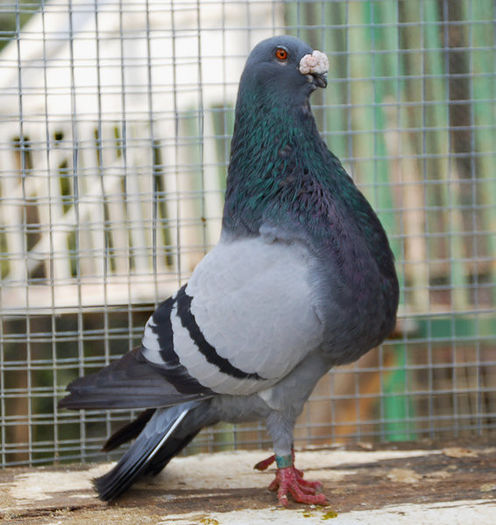 DSC_7542 - Gorgueros 2