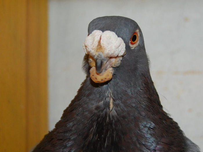 hayyyyyy    macarena 478