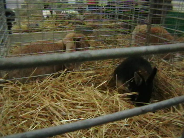 EXPO 2014 MARAMURES