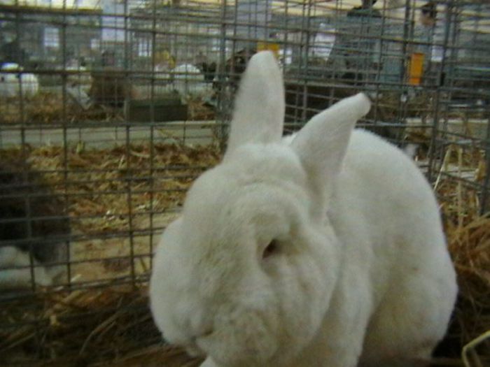 EXPO 2014 MARAMURES - EXPOZITII MARAMURES