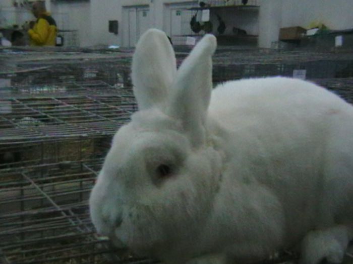 EXPO 2014 MARAMURES - EXPOZITII MARAMURES