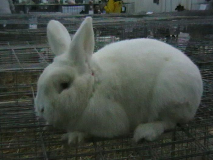 EXPO 2014 MARAMURES - EXPOZITII MARAMURES