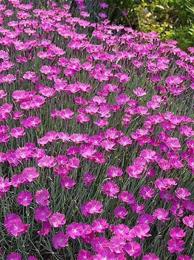 poze-imagini-flori-de-gradina-garofita-dianthus-07 - POZE FRUMOASE CU FLORI 1
