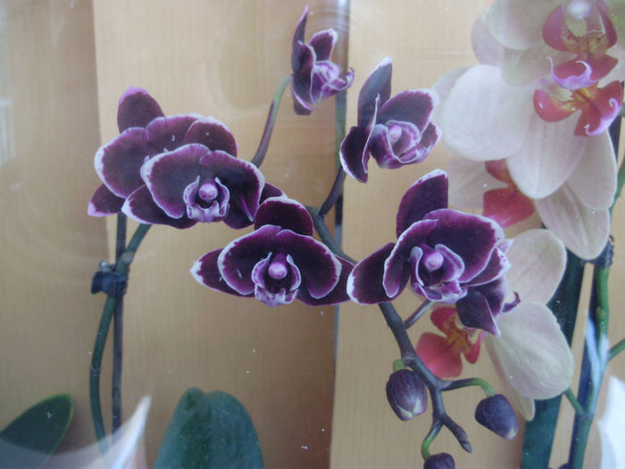P1250416 - orhidei-flori