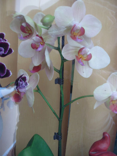 P1250418 - orhidei-flori