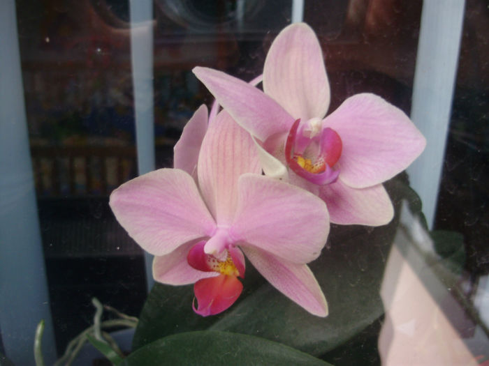 P1250419 - orhidei-flori