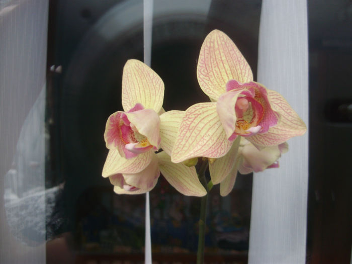 P1250420 - orhidei-flori