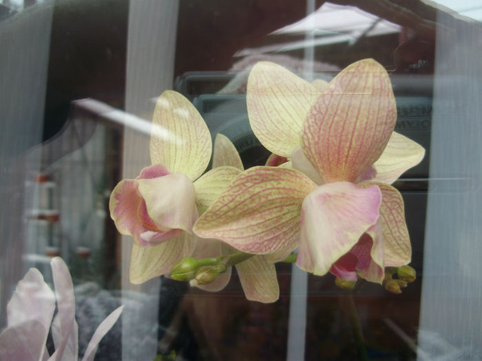 P1250421 - orhidei-flori