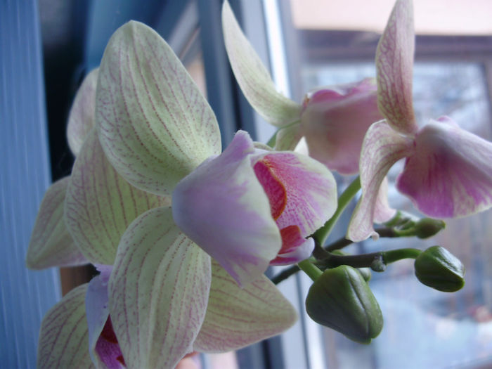 P2010472 - orhidei-flori