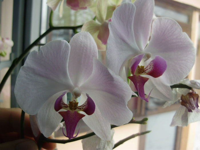 P2010473 - orhidei-flori