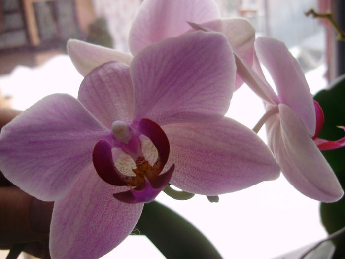 P2010475 - orhidei-flori