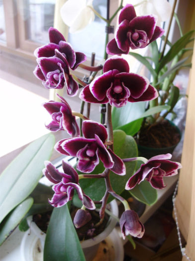 P2010477 - orhidei-flori