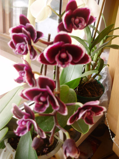 P2010478 - orhidei-flori
