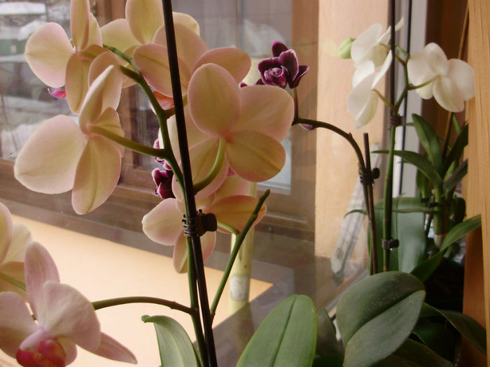 P2010479 - orhidei-flori
